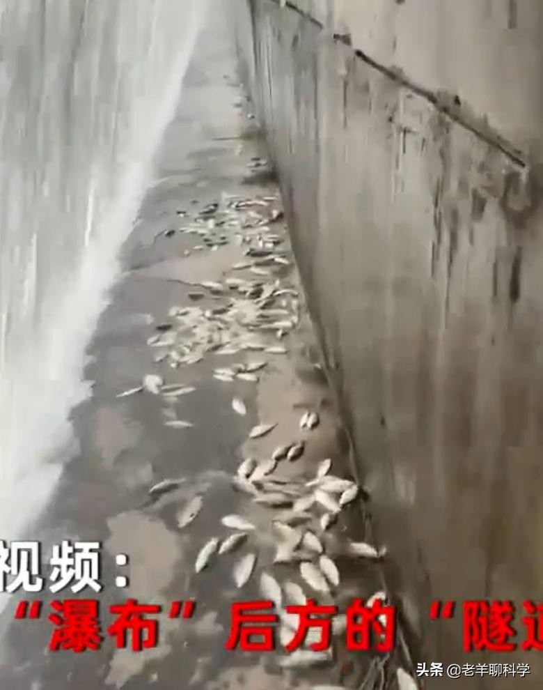 山东一水库泄洪引来数千人捞鱼,一大坝挖出大鱼