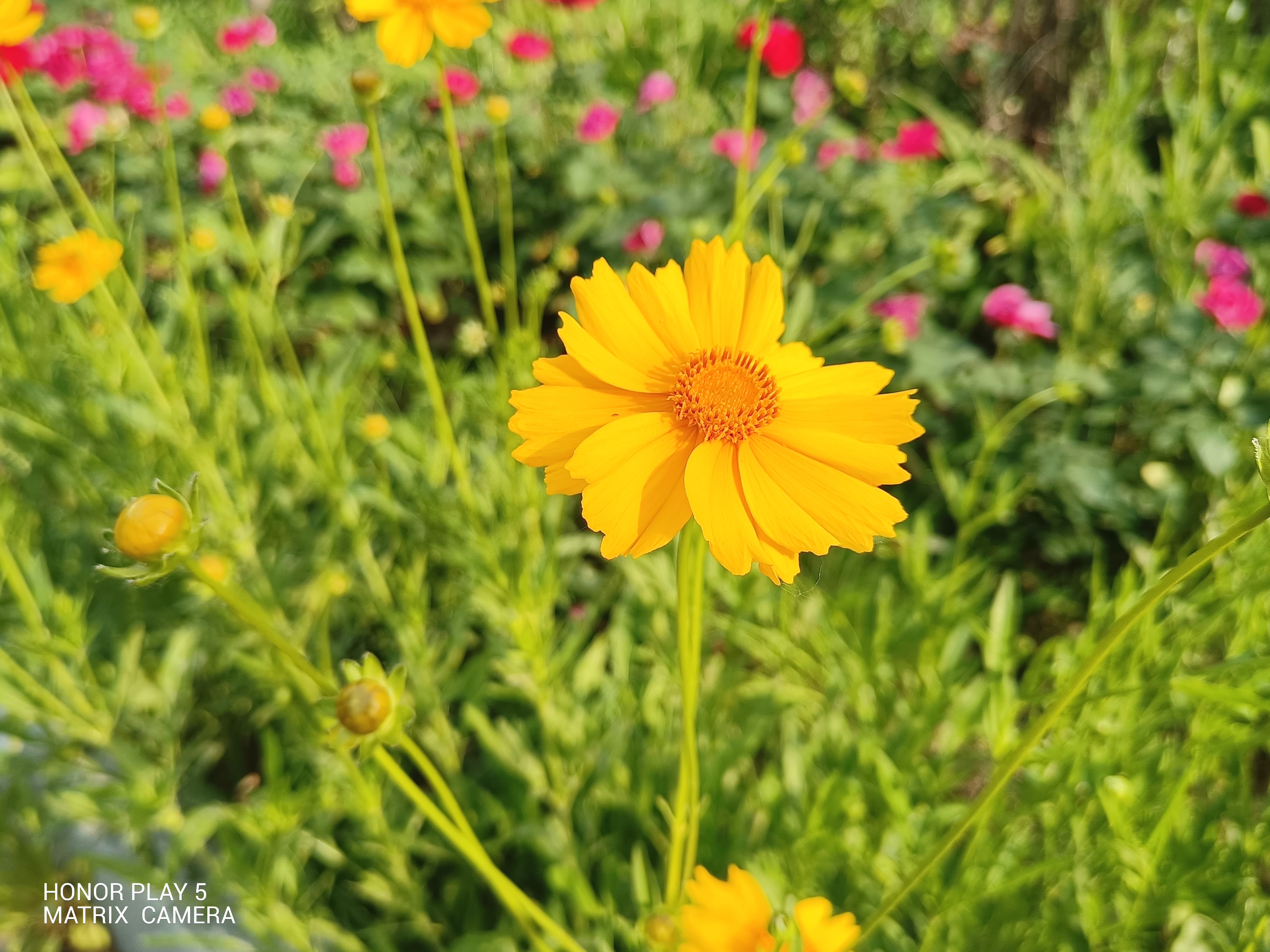 荣耀play566w快充测试,荣耀play6tpro对比荣耀play5tpro