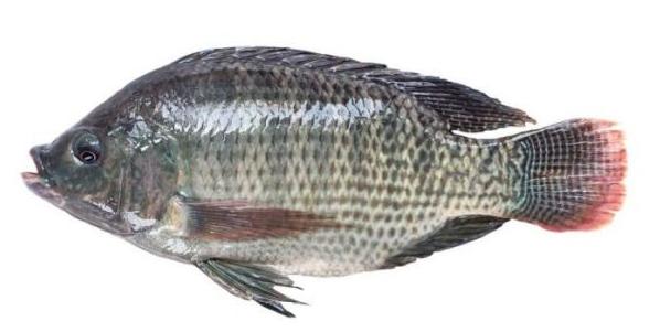 骨刺少的淡水鱼,骨刺少的鱼有哪些