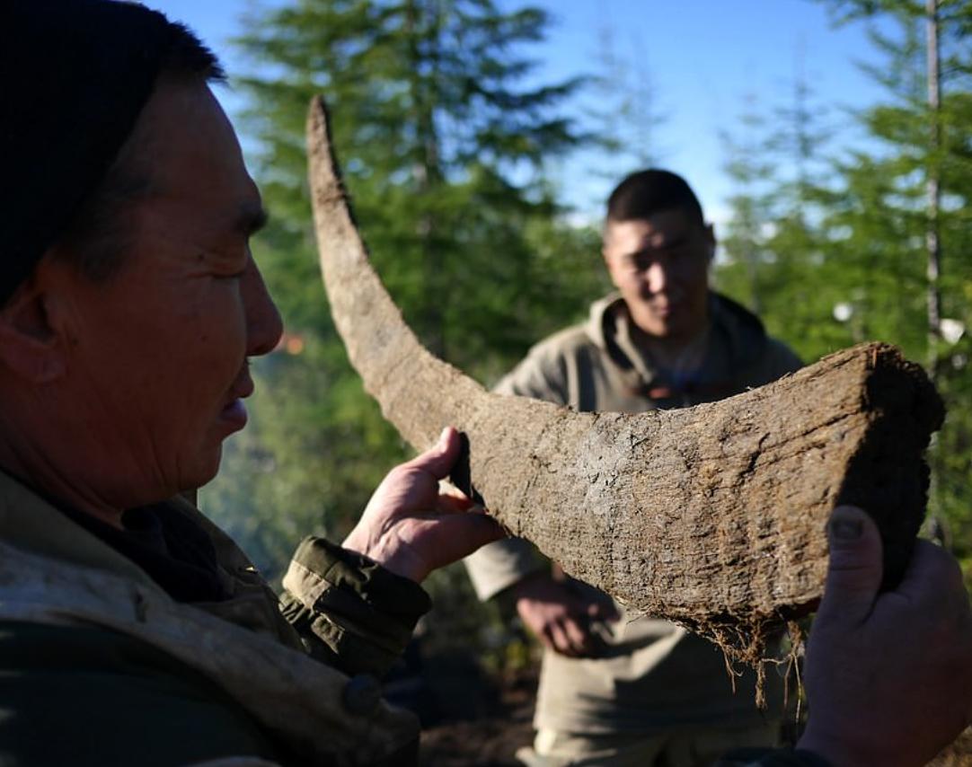 中国挖掘猛犸象牙,战斗民族挖到冰面
