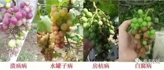 葡萄软果的原因及解决方法,葡萄轻轻一碰就掉粒怎么回事