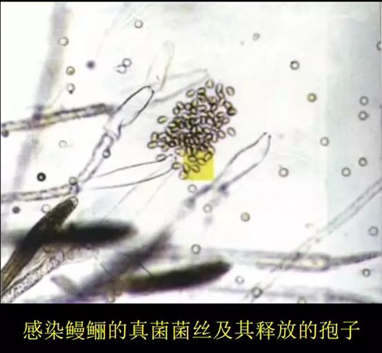 水霉病白毛掉了怎么办,水霉白毛病用什么方法治疗