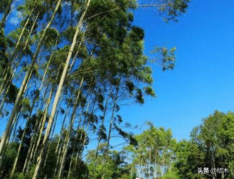 桉树为什么叫畜生桉,桉树为什么会被骂