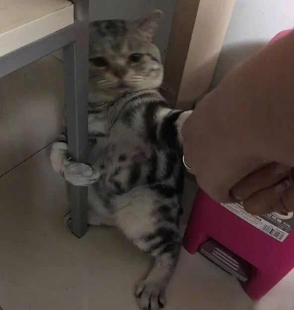 在家冬季给猫咪洗澡要注意什么,北方冬天猫咪洗澡