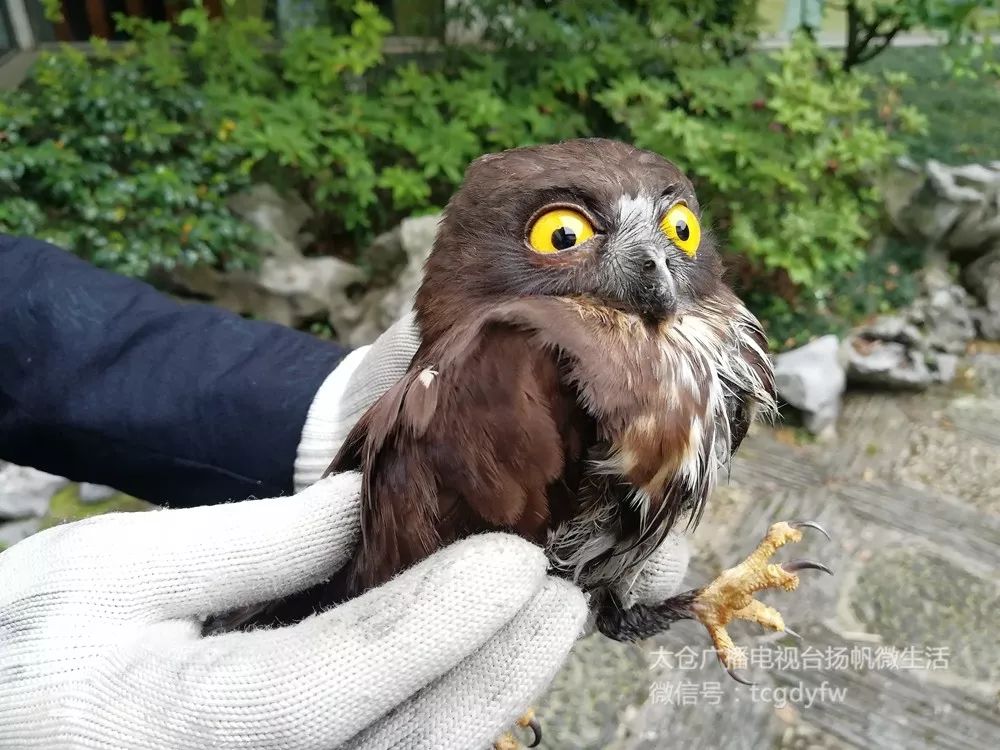 宝兴警方救助一只可爱的野生动物,保安小哥帮忙照顾走失狗狗