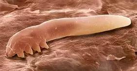 除螨产品可靠吗,除螨的产品真的管用吗