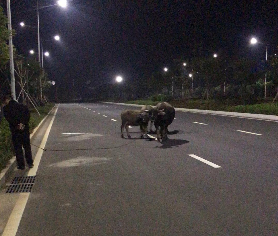 守正笃实久久为功全文,开平公安守初心办实事解民忧