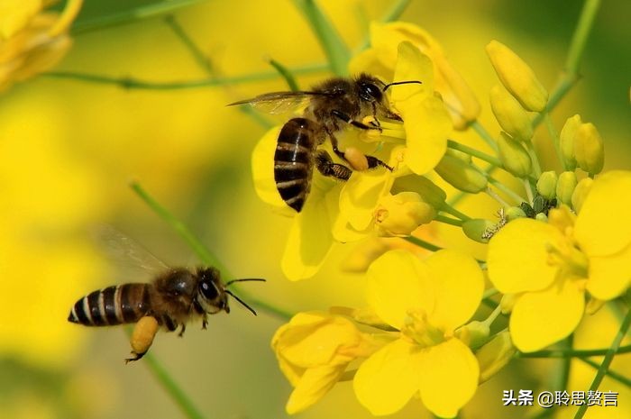 蜜蜂诗三百首,蜜蜂诗精选100首