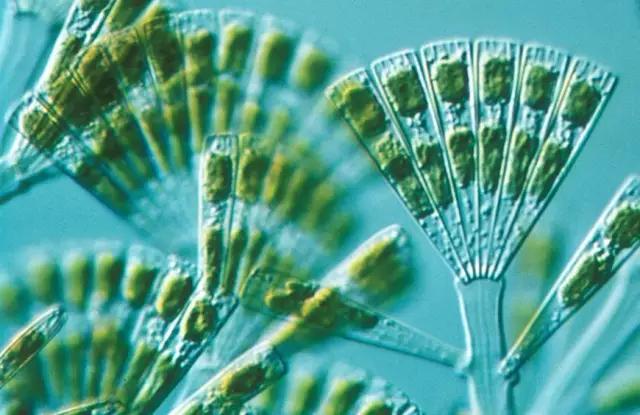 鱼类水产养殖需要哪些藻类,水产养殖显微镜下各种藻类