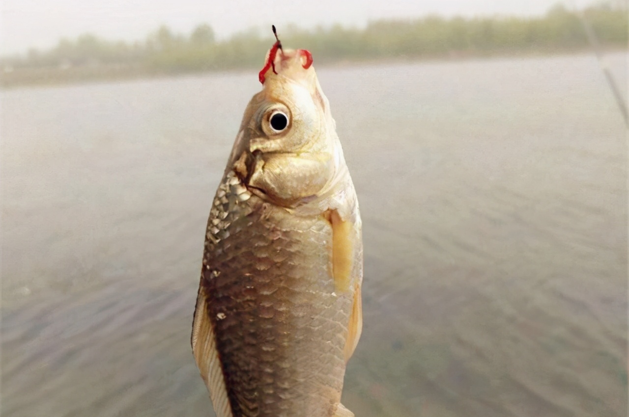 低温情况蓝鲫怎么开好用,冬季低温蓝鲫新三样开饵教程