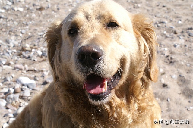 金毛咬主人怎么训,金毛老是咬主人的手怎么纠正