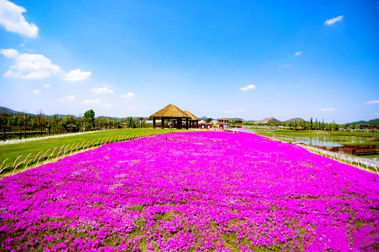 河北芝樱丛生福禄考种植基地,上海芝樱丛生福禄考报价