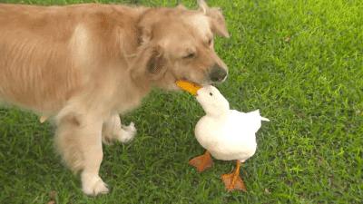 怎么分辨狗狗的种类图解,科普狗狗比较容易爆的的知识