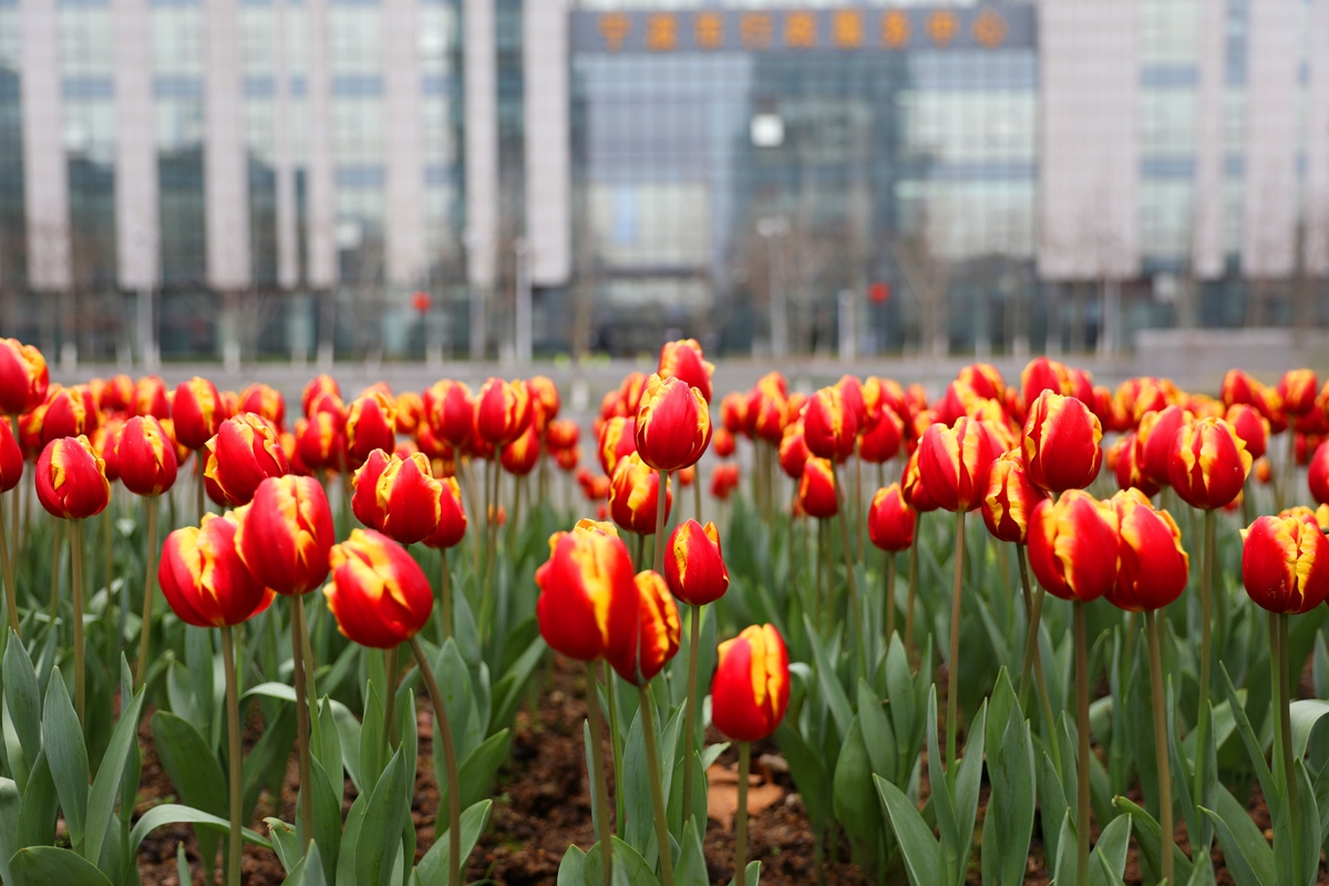 宁波现在哪里可以看郁金香,宁波郁金香在什么地方
