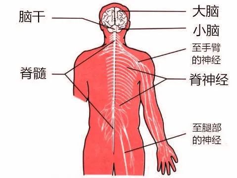 怎么辨别是不是癌引起的腰腿疼,什么癌症会导致腰腿痛