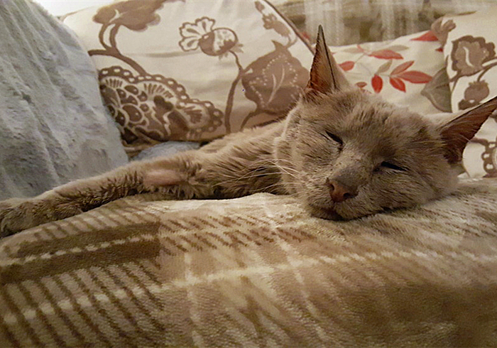 猫咪突然休克,猫咪突然抽搐休克直接失去心跳