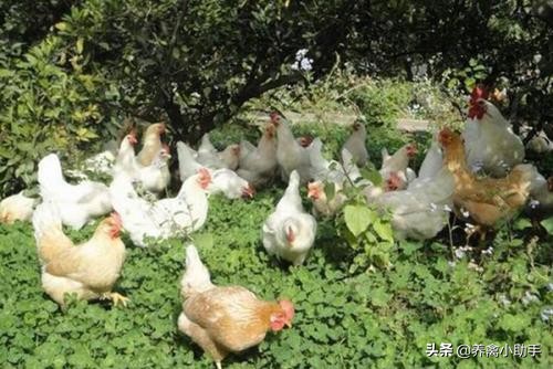散养土鸡的利润与成本真实,散养土鸡下蛋利润多少