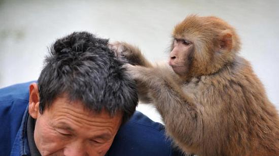 以前农村生活有虱子,为什么以前人长虱子现在没有虱子