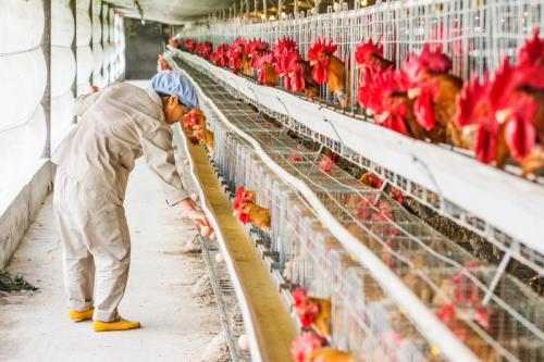 家禽常见肠炎下痢的疾病