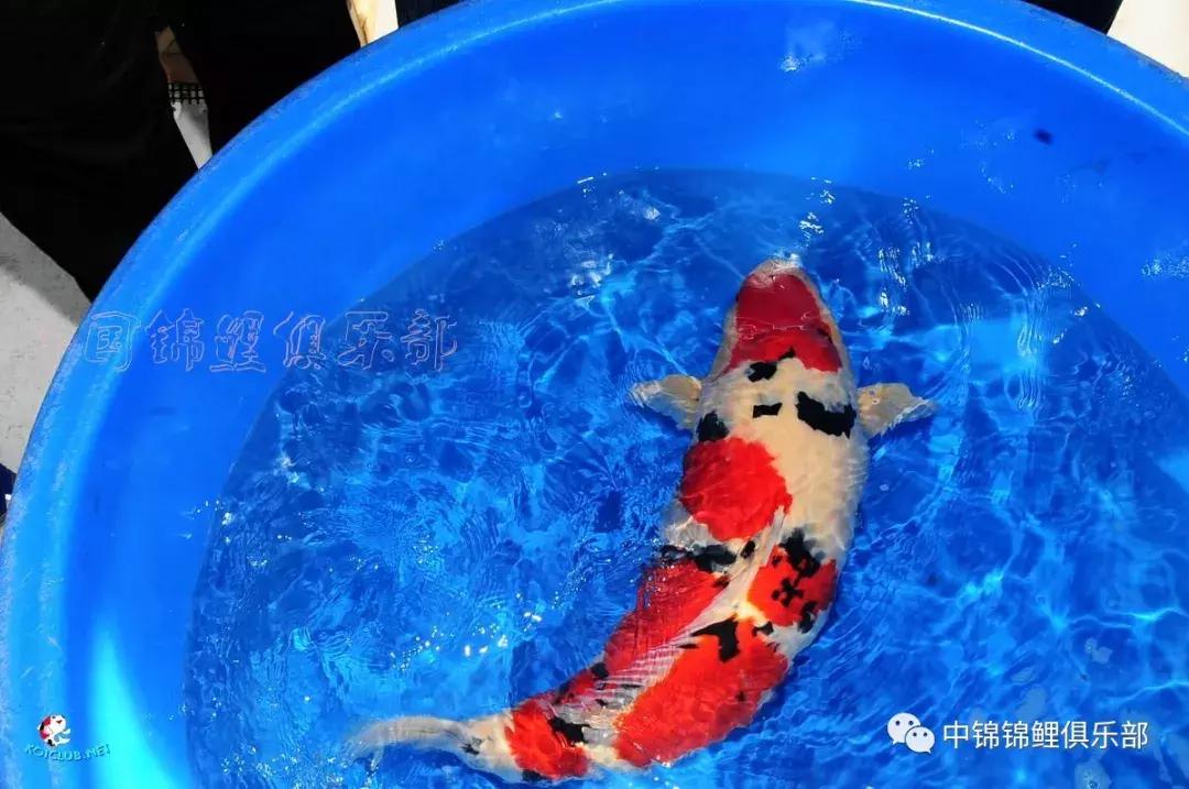 养巨鲤的正确方法图解,养鲤技术教程大全