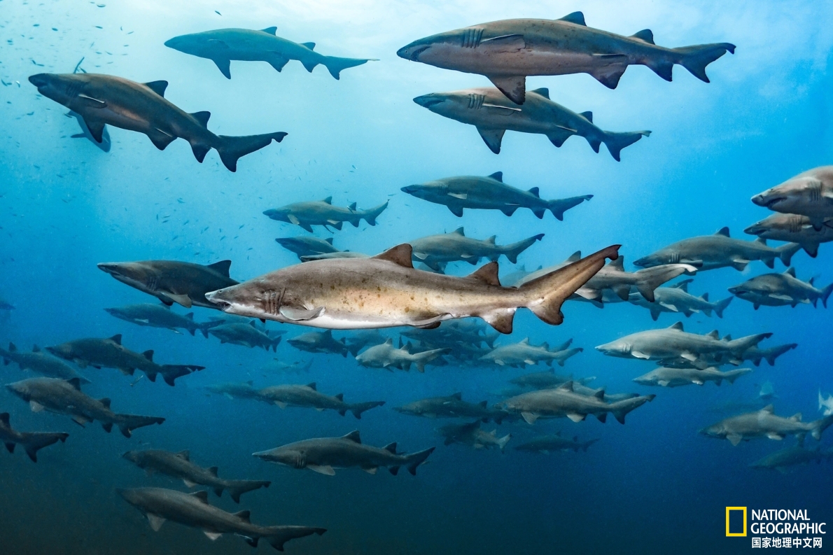 鲨鱼可以交朋友吗,人类跟鲨鱼交朋友