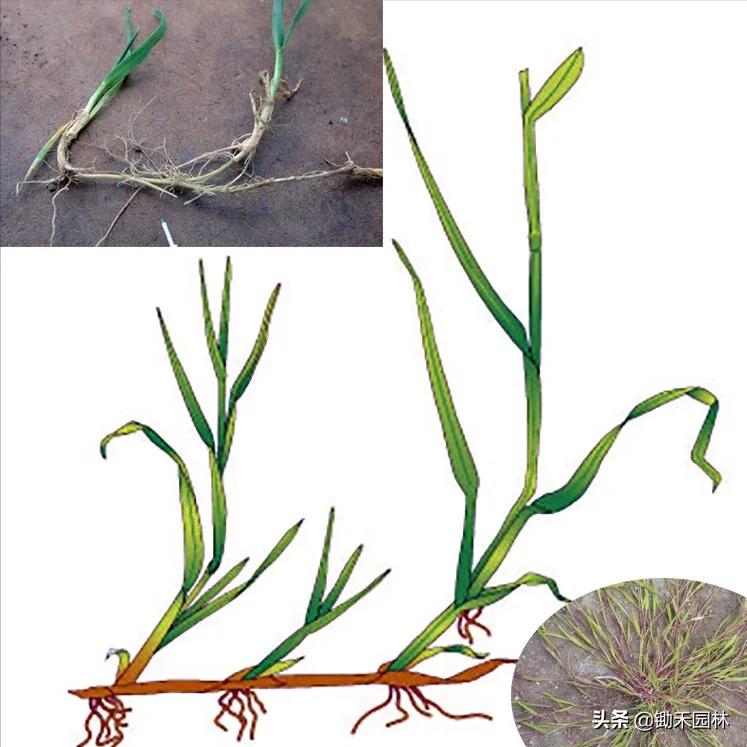 匍匐剪股颖草种特点,匍匐翦股颖