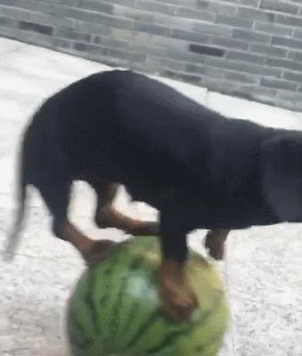 怎么才算纯种泰迪狗呢图片,纯种狗和非纯种狗的区别哪个好