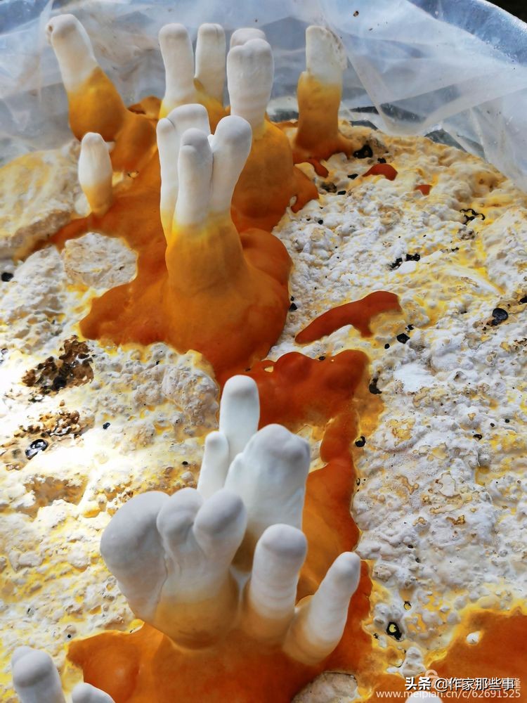 赴一场槐花的邀约——宝鸡作家赴扶风野河山采风