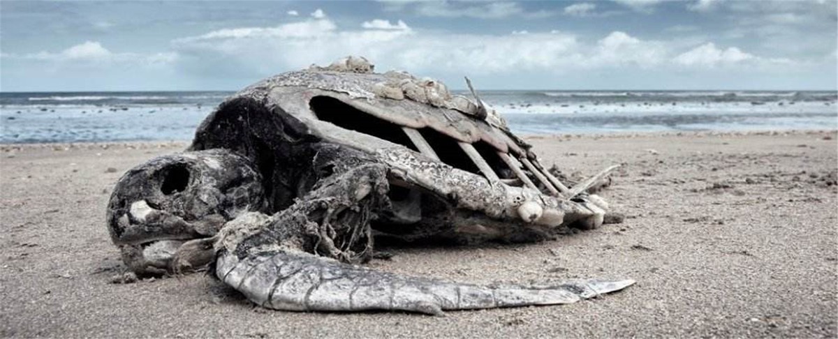 全球气温变暖科学家有何应对措施,气温升高导致多少物种灭绝