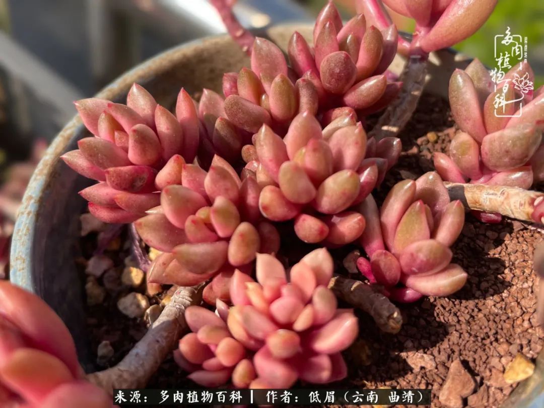 多肉植物百科如何投稿,感谢多肉植物百科的陪伴