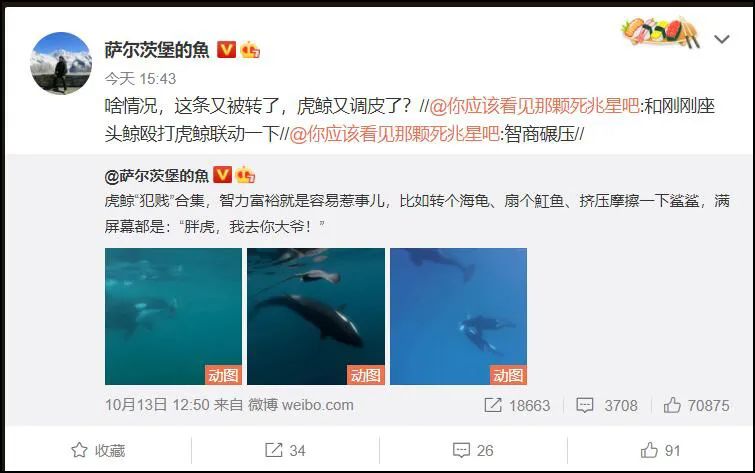 座头鲸上勾拳虎鲸,nga虎鲸vs座头鲸