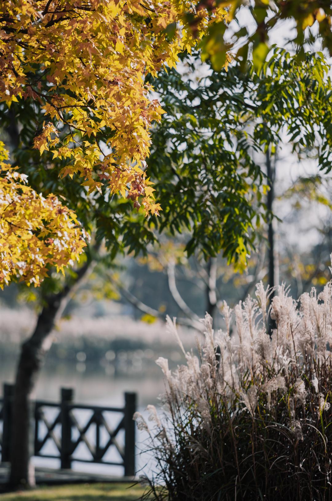 上海最美秋景,上海哪些公园可以拍秋景