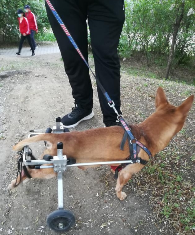 狗狗的腿断了用什么绑最好,狗狗的腿断了需要按摩吗