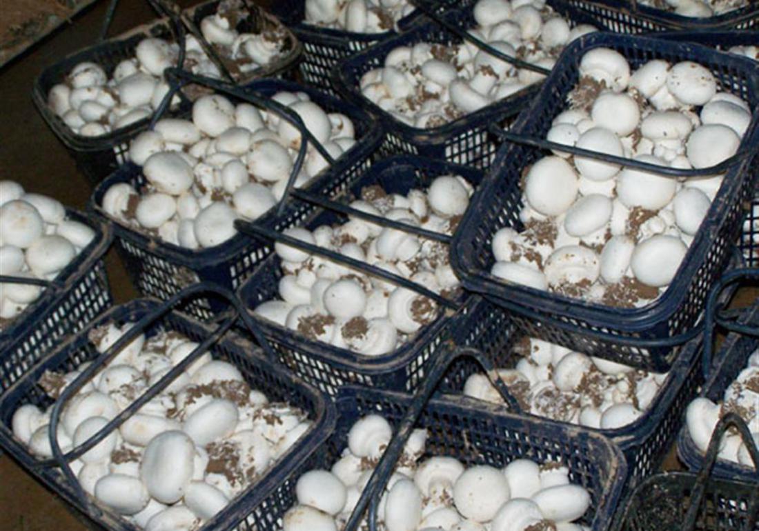 双孢菇原料配方,双孢菇栽培条件