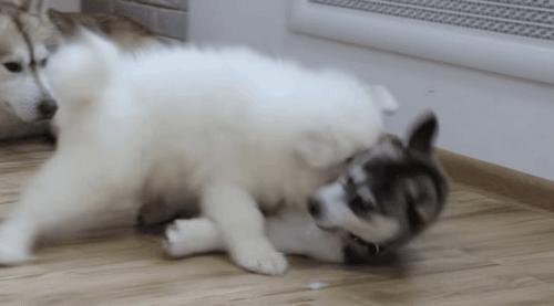 盘点“最娇气”的6种狗，耐心不够，建议别养