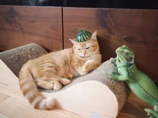 “不行了，我血槽已空，这么萌是怎么长得呢！？”