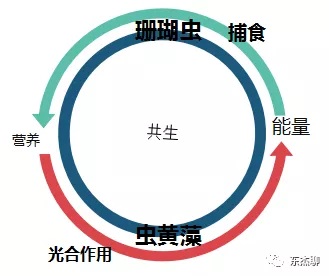 海缸极低营养盐,容易养的海缸珊瑚