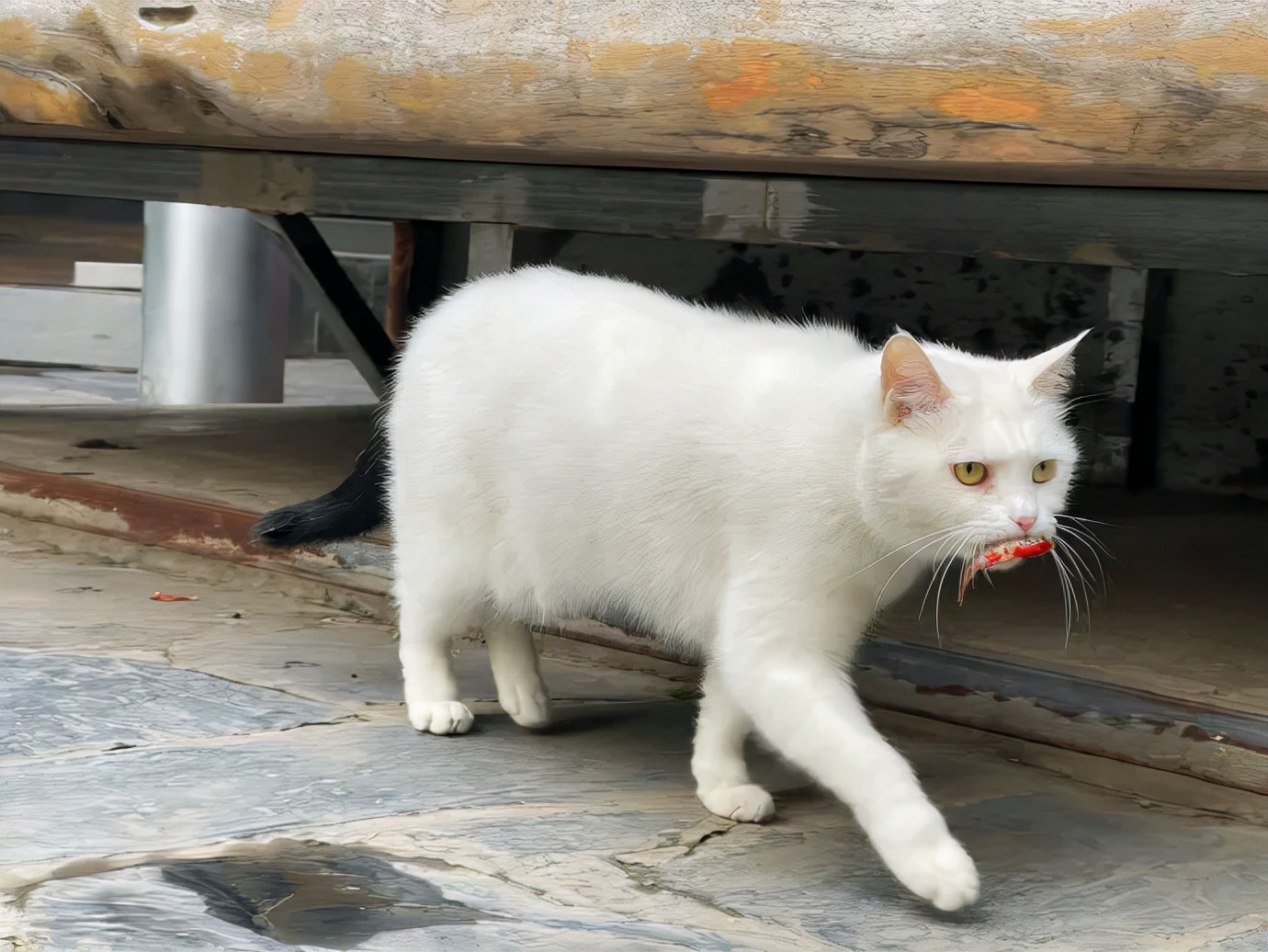 浣犺兘鐚滃嚭璋佺畻鎴戣緭,浣犵寽寰楀嚭鏉ョ畻鎴戣緭