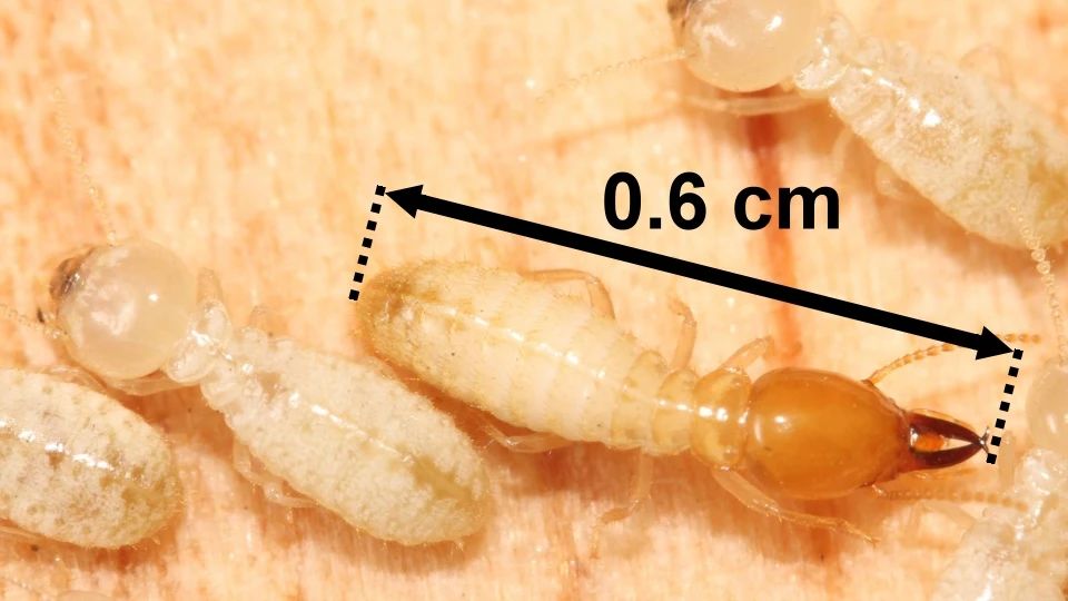 下雨天很多飞蚁是什么蚁,雨后飞蚁怎么来的