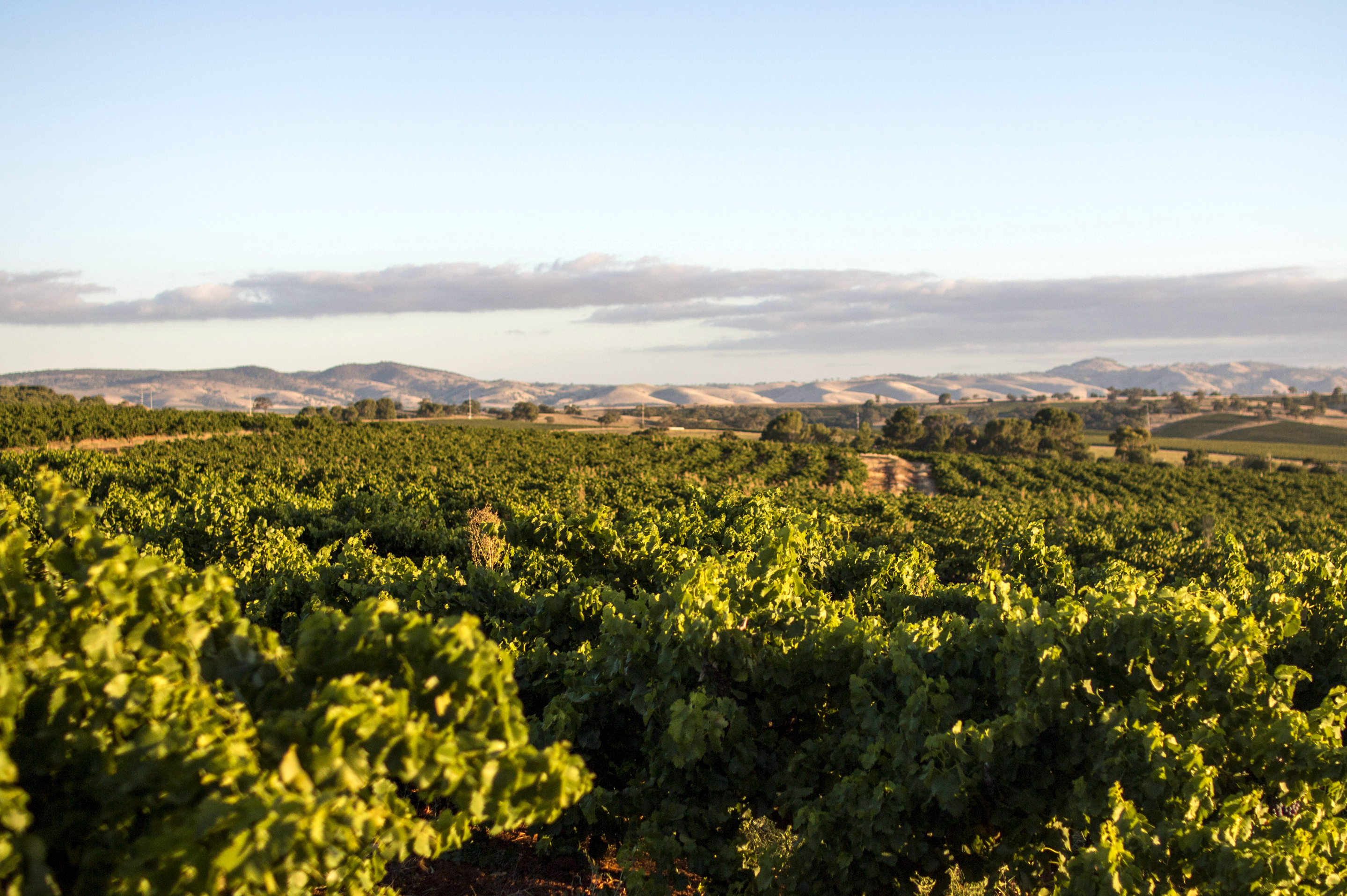 奔富葡萄酒的文化,奔富属于哪类葡萄酒