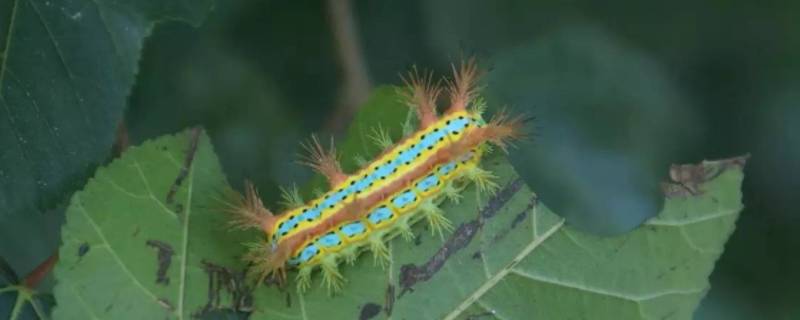 核桃树上有虫洞用什么药,核桃树上的虫子用什么药