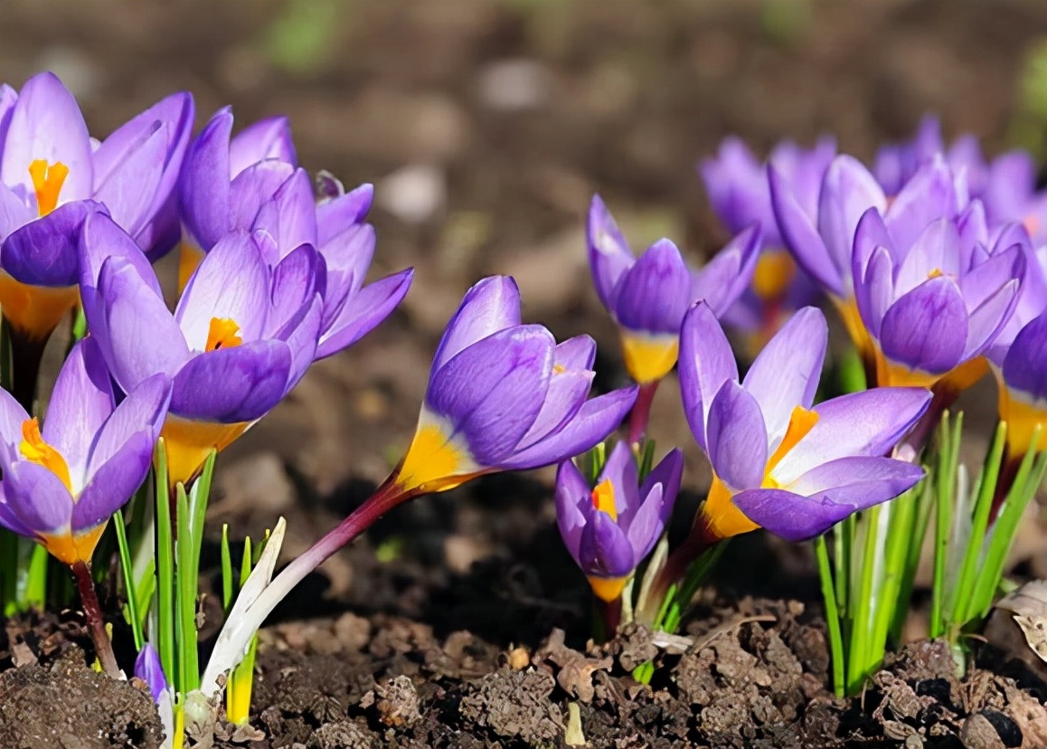 最昂贵的西红花,西红花为什么独贵