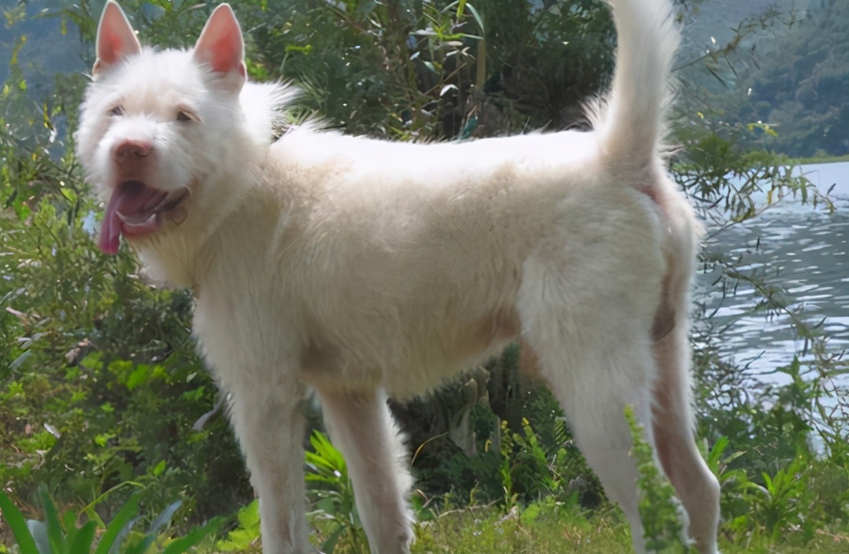 中国人最宜养的六种犬,最难养的六种犬