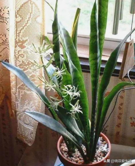 旺财旺家的3种花,5种花寓意好富贵养人