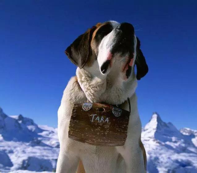 45种狗狗很难得一见你认识几种,45种最难得一见的狗