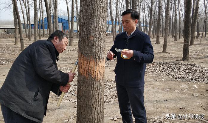 柠檬树上长的树虱子怎么治,树虱子最怕什么药