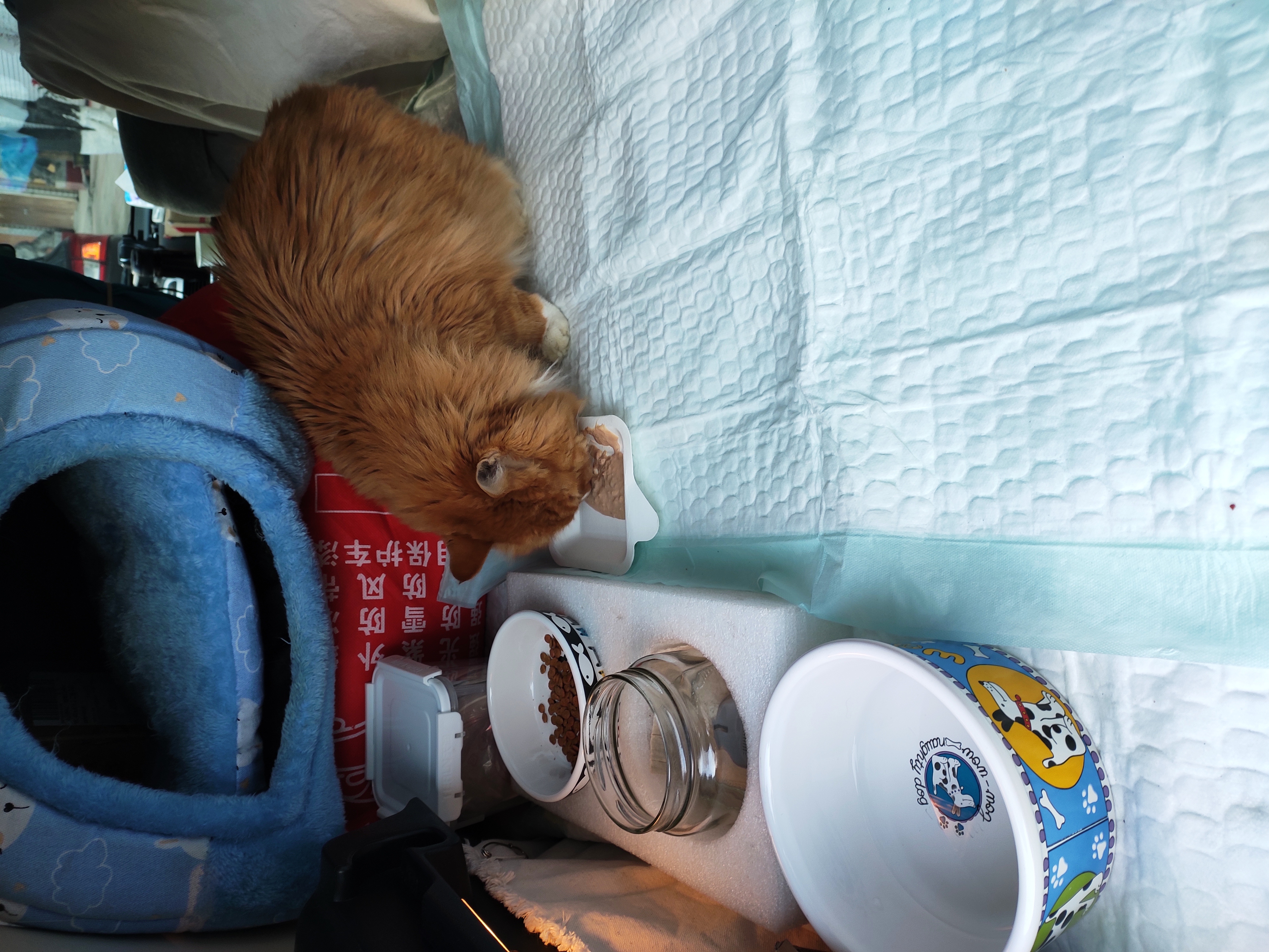 带猫长途自驾需要注意什么,带猫自驾游视频大全