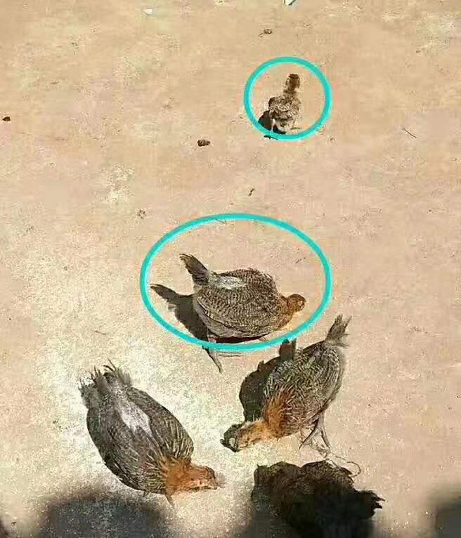 鸡腺胃炎及其防治,肉鸡后期有腺胃炎怎么办