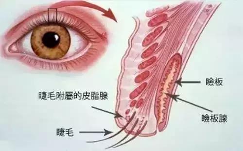 纹眉纹眼线选色,纹眉和纹眼线纹唇可以一起做吗