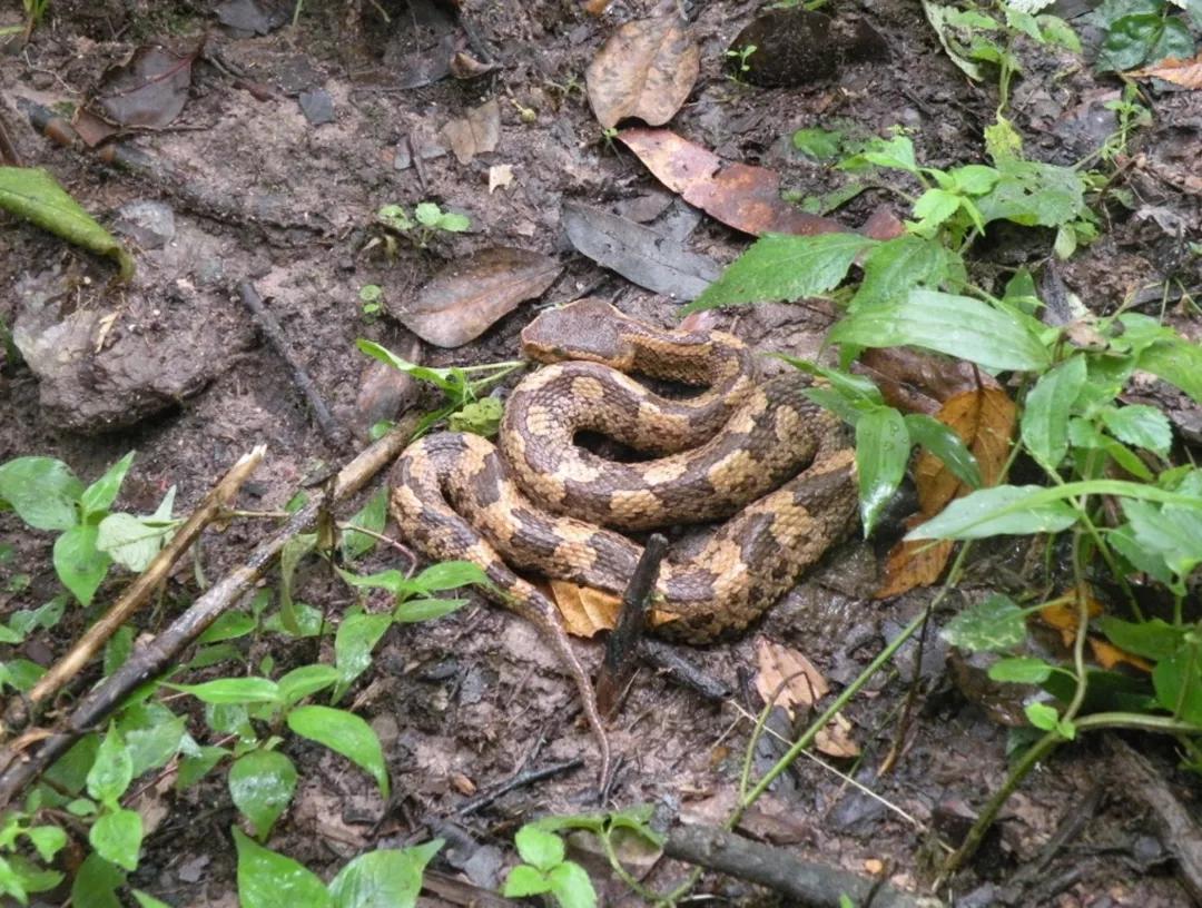 徒步云南虫谷,云南虫谷经典